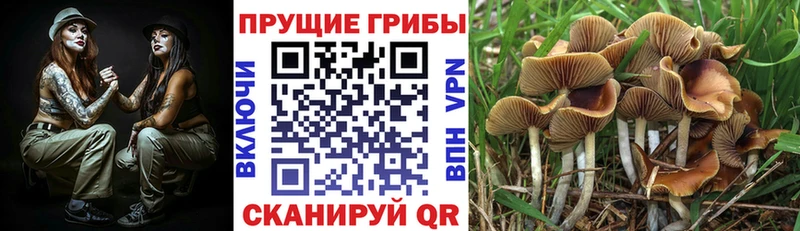 Псилоцибиновые грибы Magic Shrooms  Купить закладки  Советск 